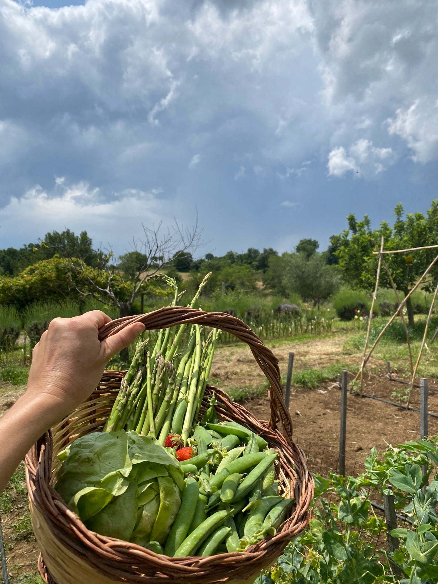 Wine Tasting and Vineyard Tour with Tagliere