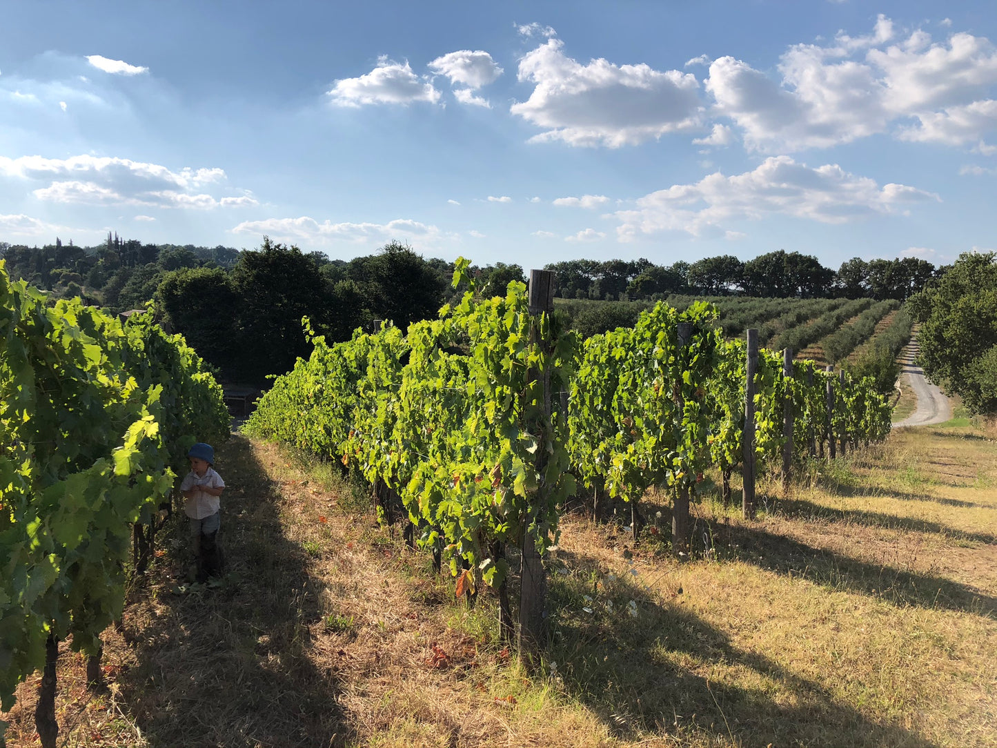 Wine Tasting and Vineyard Tour with Tagliere